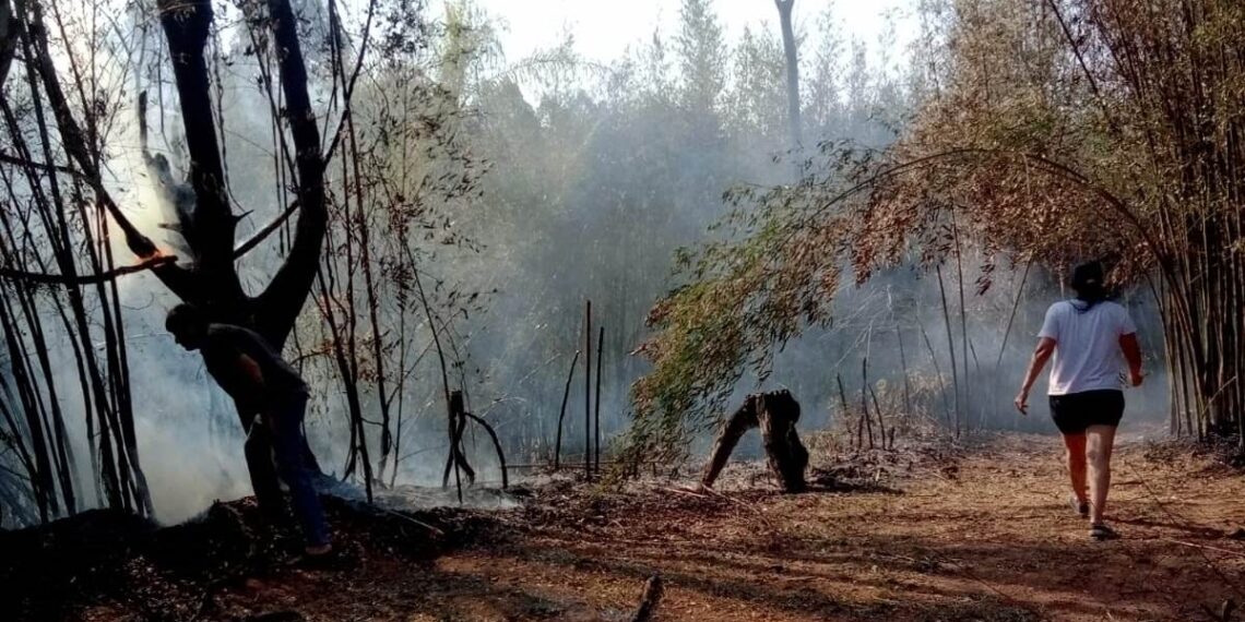Sofocan incendio en el tacuaral de la Casa Museo Horacio Quiroga