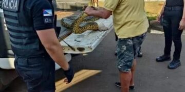 Rescataron y pusieron en resguardo una Curiyú en la costanera Oeste de Posadas