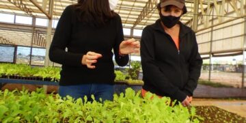 Entregaron más de 3 mil plantines de hortalizas para afianzar las huertas agroecológicas