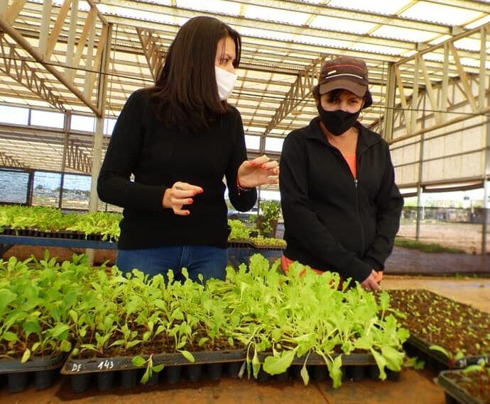 Entregaron más de 3 mil plantines de hortalizas para afianzar las huertas agroecológicas