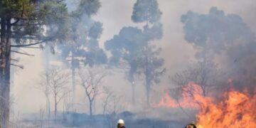 Incendio arrrazó con unas  10 hectáreas del Parque Provincial Las Araucarias en San Pedro