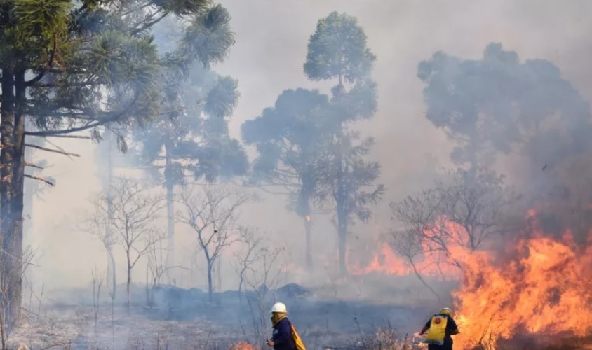 Incendio arrrazó con unas 10 hectáreas del Parque Provincial Las Araucarias en San Pedro