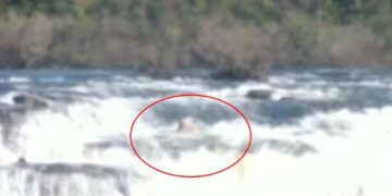 Captaron un Yaguareté atravesando los Saltos del Moconá