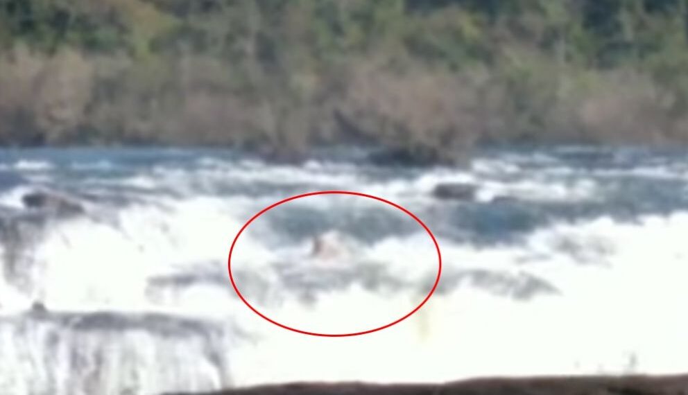 Captaron un Yaguareté atravesando los Saltos del Moconá