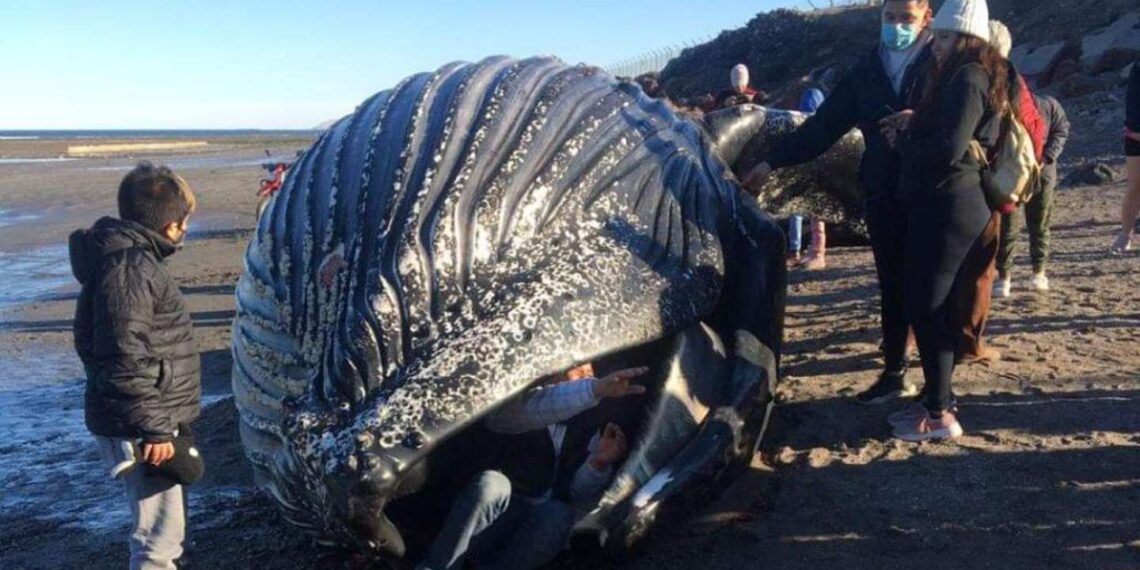 Locura por una selfie: apareció muerta una ballena “jorobada” en Chubut y la gente se sacó fotos dentro de ella