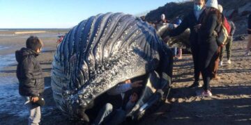 Locura por una selfie: apareció muerta una ballena “jorobada” en Chubut y la gente se sacó fotos dentro de ella