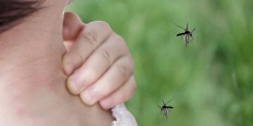 Salud: piden extremar medidas de prevención ante una nueva temporada de dengue
