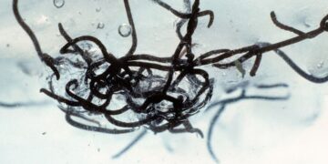 Ciencia: el gusano de los glaciares, el misterio que la NASA intenta develar