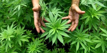 Alberto Fernández: “En algún momento hay que abrir sin hipocresía el debate por la legalización de la marihuana”