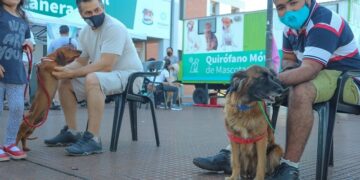 Salud animal: Exitosa jornada del quirófano móvil del Imusa en la Costanera