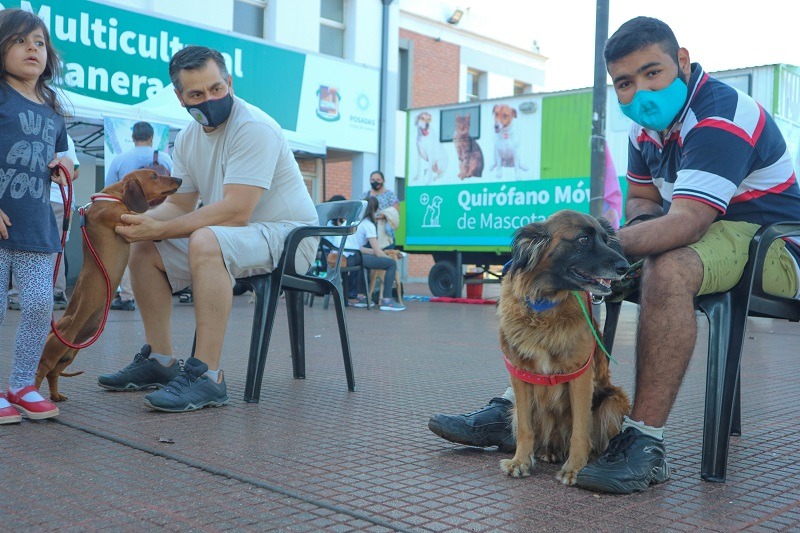 Salud animal: Exitosa jornada del quirófano móvil del Imusa en la Costanera