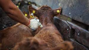 Se vacunaron más de 370 mil animales en la provincia durante la campaña 2021 contra la aftosa