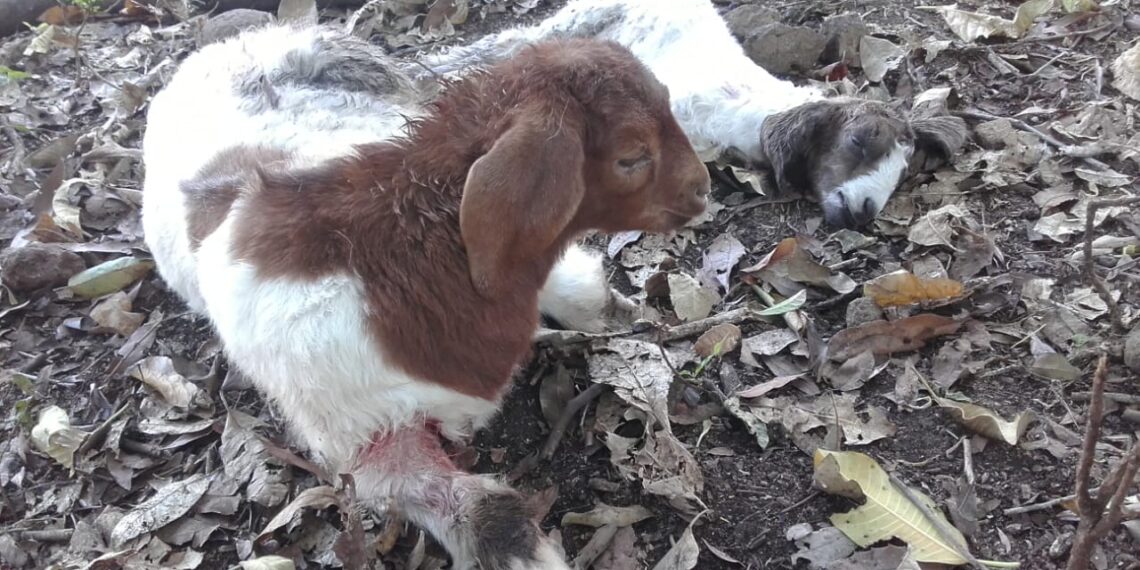 Buscan una solución a los ataques de perros y grandes felinos al ganado ovino y caprino