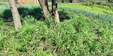 Hallaron más de 60 plantines de marihuana en una huerta en Posadas