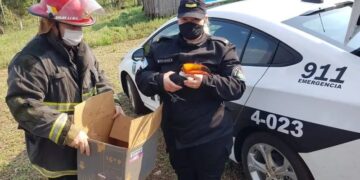 Rescataron y trasladaron al Jardín de Los Pájaros a un tucán herido