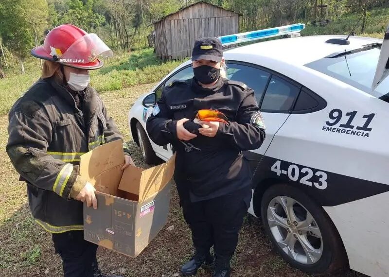 Rescataron y trasladaron al Jardín de Los Pájaros a un tucán herido