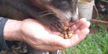 Rescataron y resguardaron a dos animales silvestres