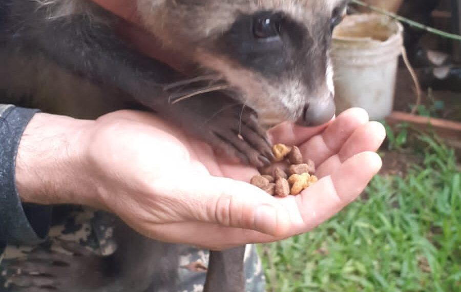 Rescataron y resguardaron a dos animales silvestres