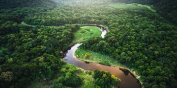 Ambiente: por primera vez la Amazonía genera más dióxido de carbono del que absorbe
