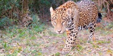La yaguareté Arami ya recorre libre los Esteros del Iberá en Corrientes