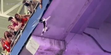 Video viral: hinchada rescata a un gato en medio de un partido en Miami