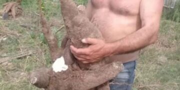 Corrientes: cosecharon una mandioca de más de 35 kilos