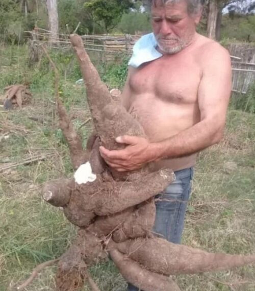 Corrientes: cosecharon una mandioca de más de 35 kilos