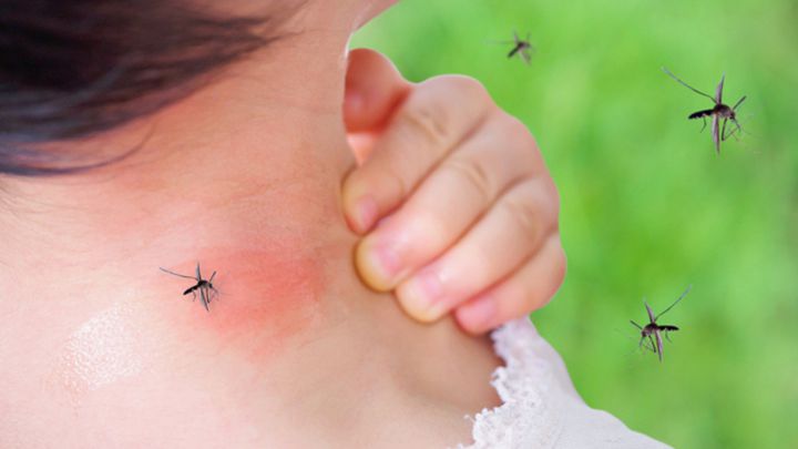 Investigadores desarrollaron un potente antiviral para tratar y prevenir el Dengue