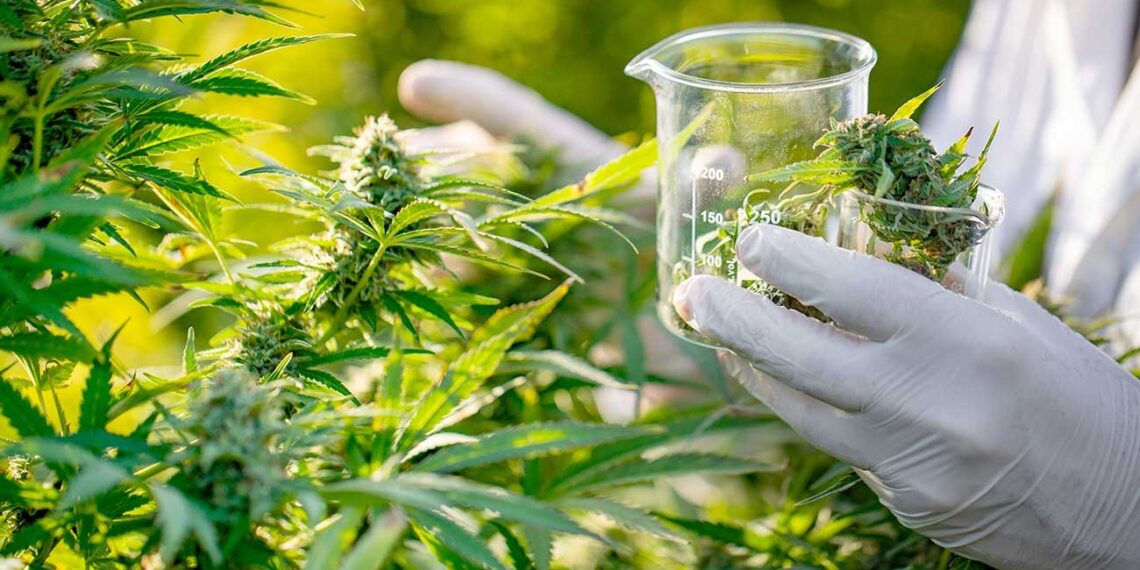 Cambio de paradigma: el cannabis medicinal puede proteger las neuronas