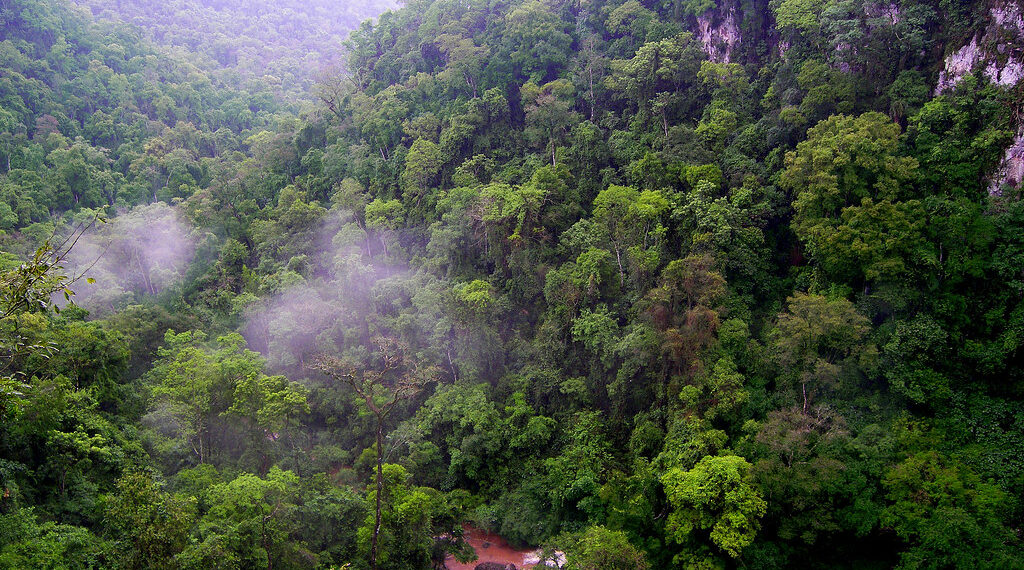 El proyecto de presupuesto nacional 2022 le asigna apenas el 3% de lo que les correspondería a los bosques misioneros según la Ley de Bosques