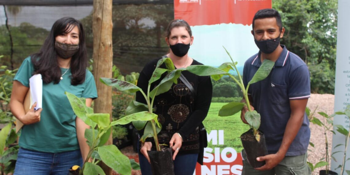Banano, palto, maracuyá y mango, los frutales que Misiones desarrolla en diez municipios