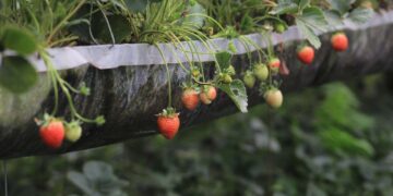 Se amplía la producción de frutillas misioneras