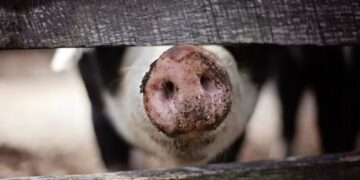 El Senasa declaró el alerta sanitaria en todo el país por la Peste Porcina Africana