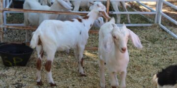 Más de 950 cabezas de ganado en el remate del Alto Paraná