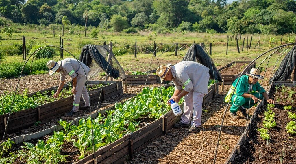 Cosecharon una nueva tanda de verduras en la huerta del Centro Verde