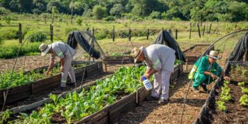 Cosecharon una nueva tanda de verduras en la huerta del Centro Verde