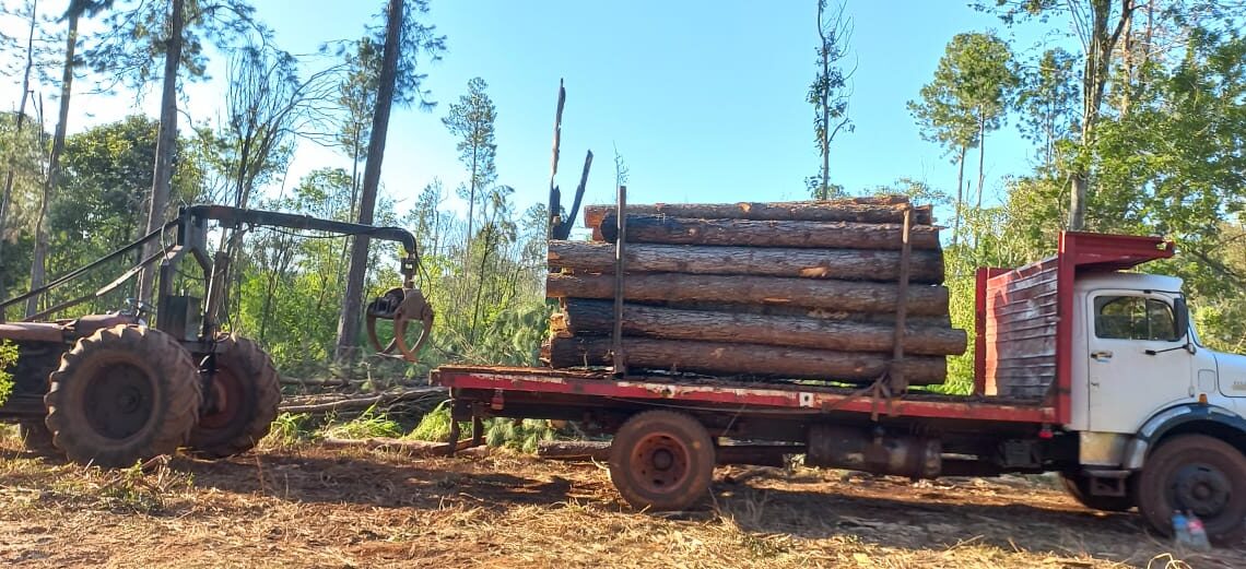 4 detenidos por desmonte ilegal de pinos