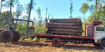 4 detenidos por desmonte ilegal de pinos