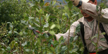 Laudo: Nación fijó en $36,83 el nuevo precio de la yerba mate