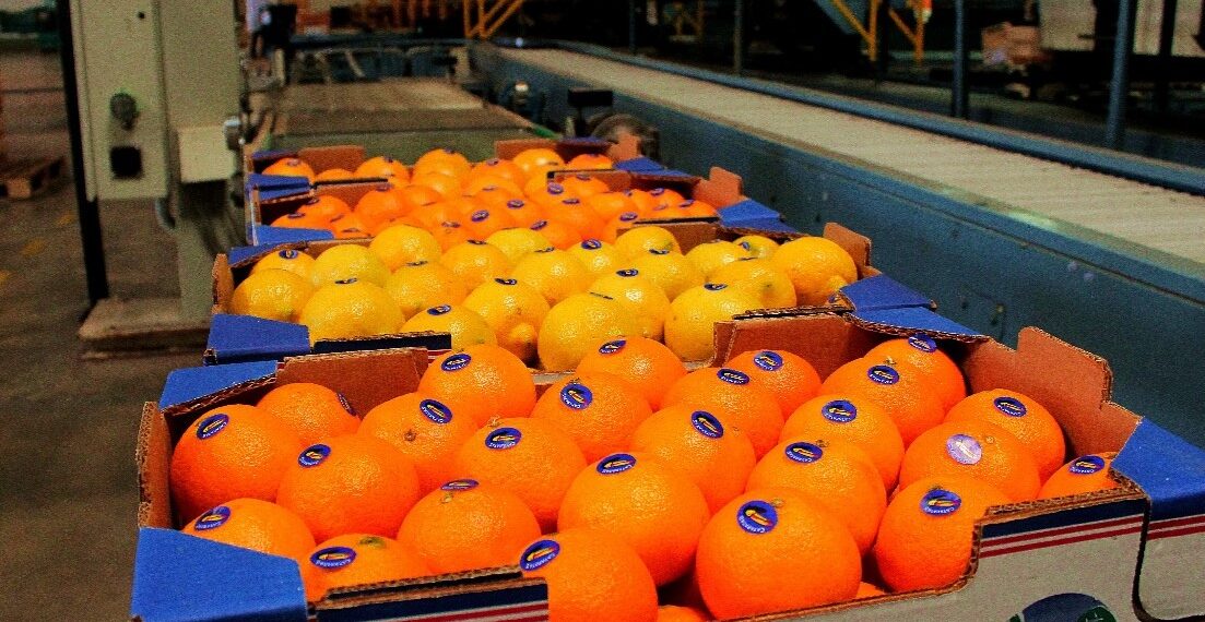 Balance citrícola: la fruta misionera aumentó su mercado nacional en 2021