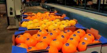 Balance citrícola: la fruta misionera aumentó su mercado nacional en 2021