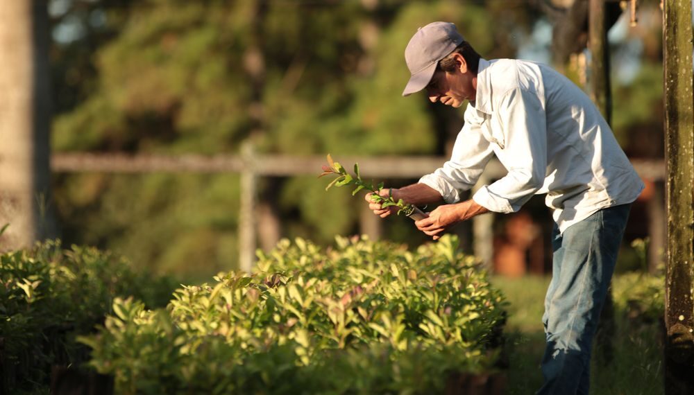 Aumenta la producción de yerba mate orgánica certificada en Misiones