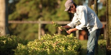 Aumenta la producción de yerba mate orgánica certificada en Misiones