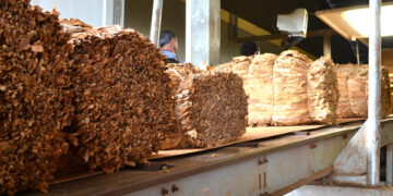 Pagarán casi 650 millones de pesos a productores tabacaleros
