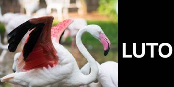 Dos yaguaretés mataron 172 flamencos en el Parque de las aves en Foz de Iguazú