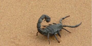 Una invasión de escorpiones en Egipto deja tres muertos y más de 500 heridos