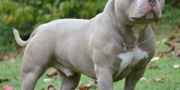 Andresito: una nena de ocho años está hospitalizada luego de ser atacada por un perro raza pitbull
