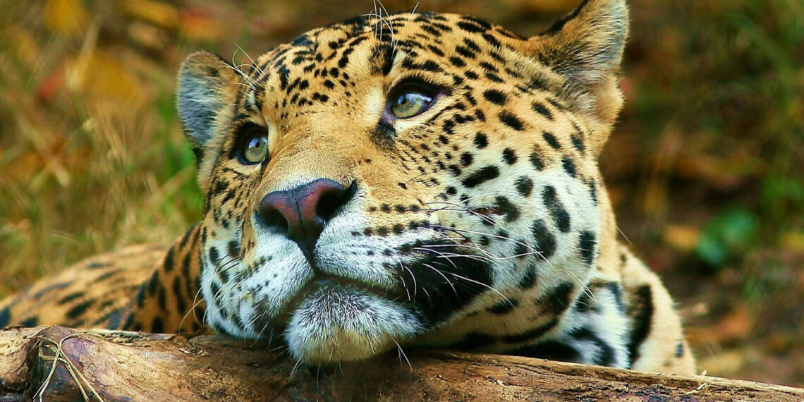Día del Yaguareté: el felino más grande de nuestro continente