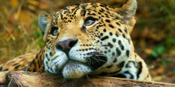Día del Yaguareté: el felino más grande de nuestro continente