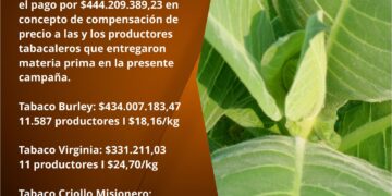 Pagarán 444 millones de pesos a productores tabacaleros